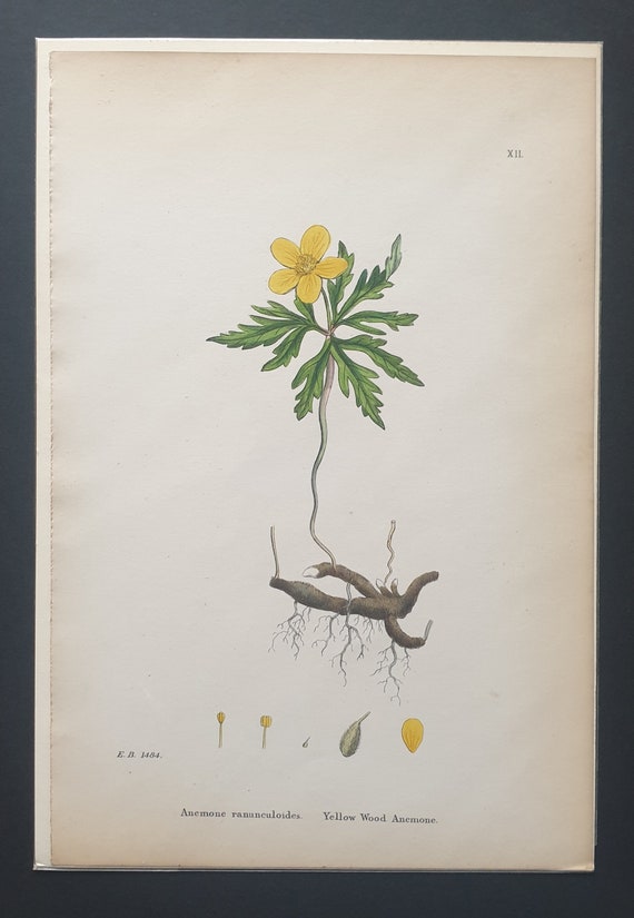 Yellow Wood Anenome - Original 1863 Sowerby botanical print