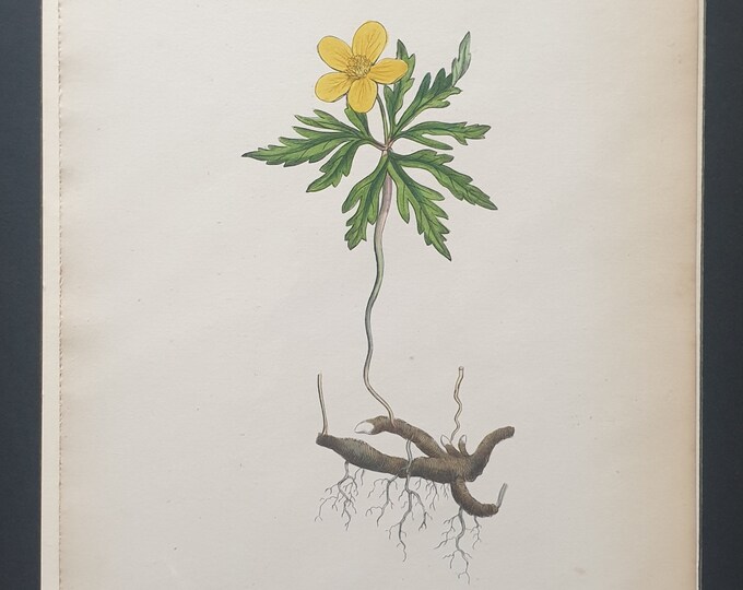 Yellow Wood Anenome - Original 1863 Sowerby botanical print