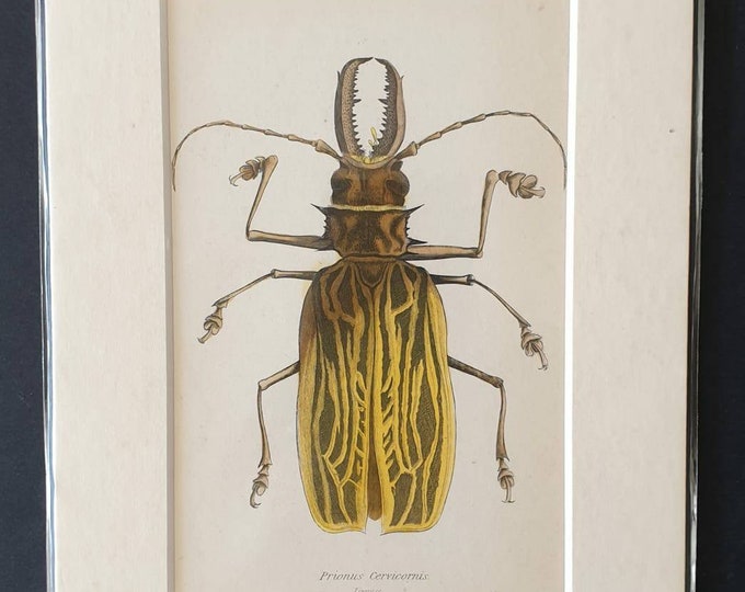 Original hand coloured 1835 beetle print in mount