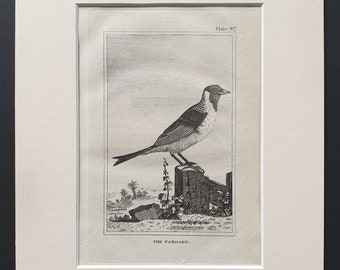 The Paroare - Original 1812 Buffon print in mount (87)
