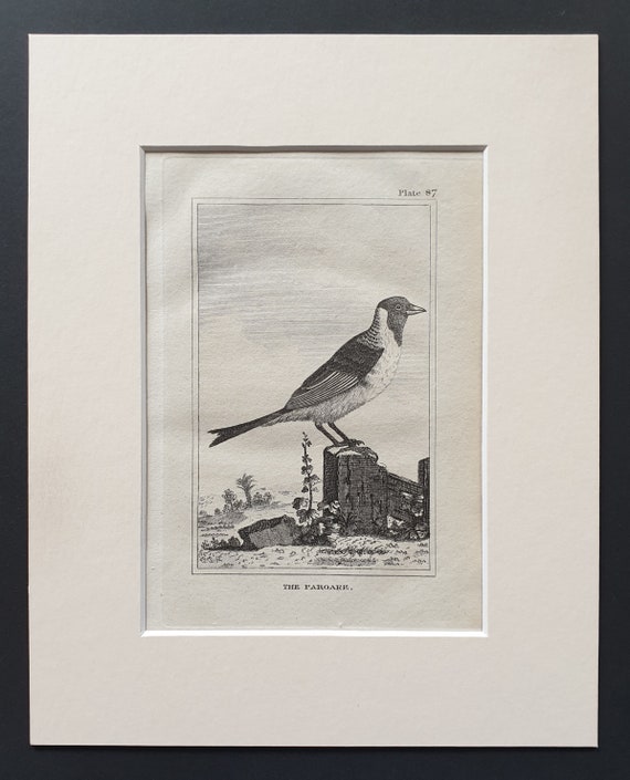 The Paroare - Original 1812 Buffon print in mount (87)
