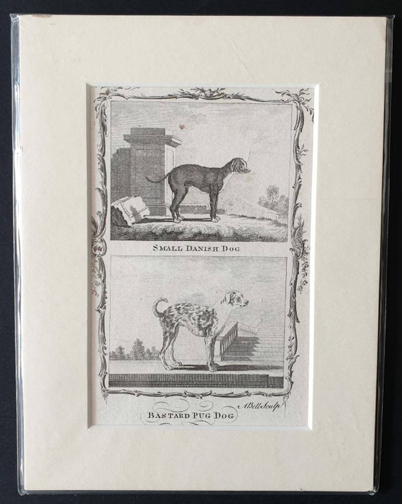 Original 1791 Buffon print - Small Danish Dog/ Bastard Pug Dog