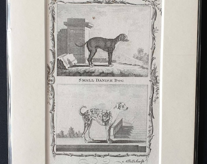 Original 1791 Buffon print - Small Danish Dog/ Bastard Pug Dog
