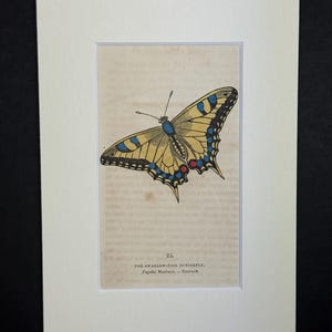 Peut inclure: Une impression encadrée d'une illustration de papillon machaon. Le papillon est jaune avec des marques noires, bleues et rouges. L'impression comprend du texte identifiant le papillon comme Papilio Machaon, de Grande-Bretagne. Monté dans un passe-partout blanc.