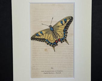 The Swallow-Tail Butterfly - Original 1832 Hand Coloured Antique Print