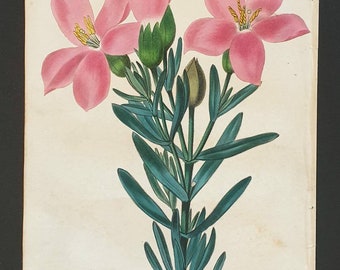 Absolutely stunning 1829 hand coloured Practical Gardener print - Chironia Deccussata