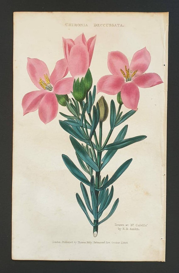 Absolutely stunning 1829 hand coloured Practical Gardener print - Chironia Deccussata