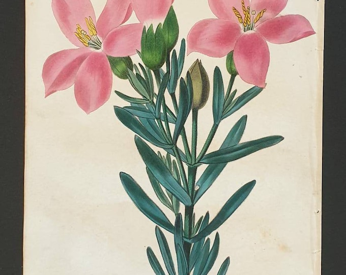 Absolutely stunning 1829 hand coloured Practical Gardener print - Chironia Deccussata