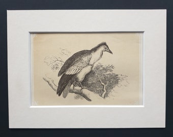 The Egyptian Vulture - Original 1851 John Tallis woodblock print