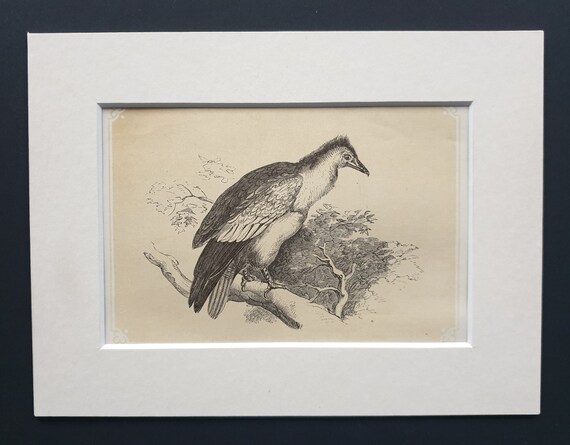 The Egyptian Vulture - Original 1851 John Tallis woodblock print