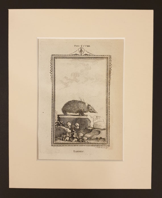 Tanrec - Original 1791 Buffon print in mount