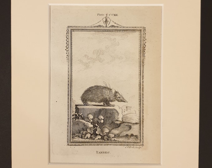 Tanrec - Original 1791 Buffon print in mount