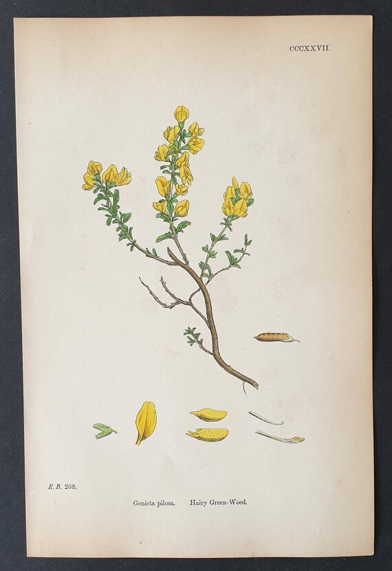 Original 1863 hand coloured botanical print - Hairy Green Wood