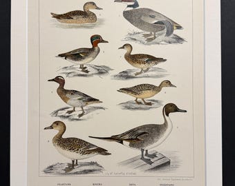 Birds - Plate 55 - Original 1898 Antique Print