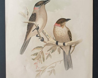 Great and Spotted Bower Bird - Original 1890 large bird print