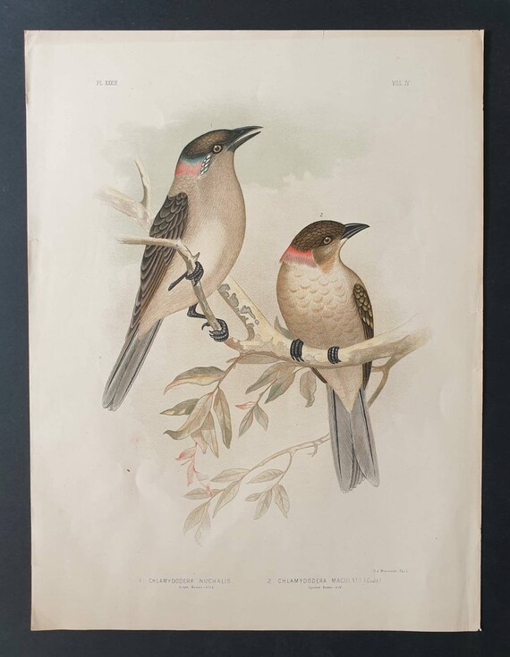 Original 1890 large bird print - Great and Spotted Bower Bird