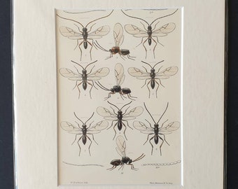 Insects - Original 1890 print in mount