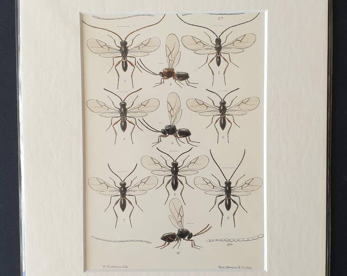 Original 1890 insect print in mount