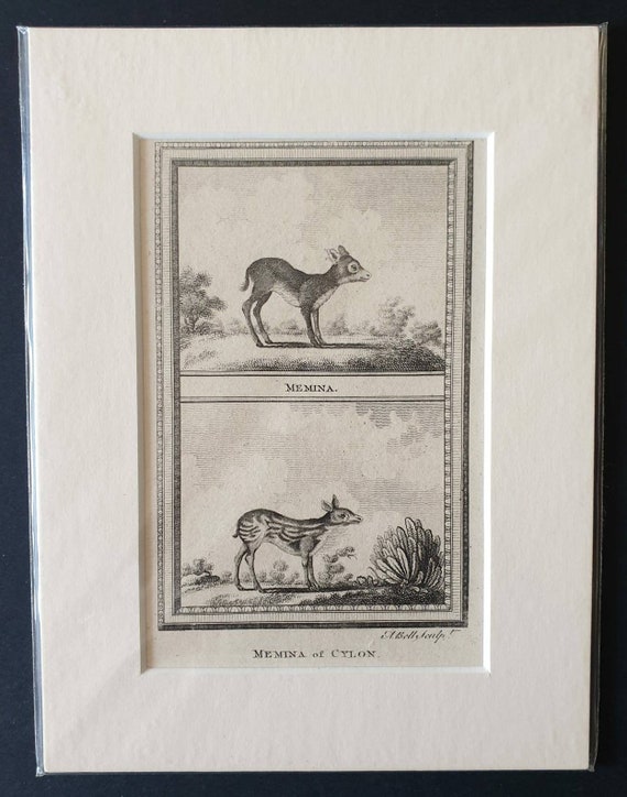 Original 1812 Buffon print - Memina/ Memina of Cylon