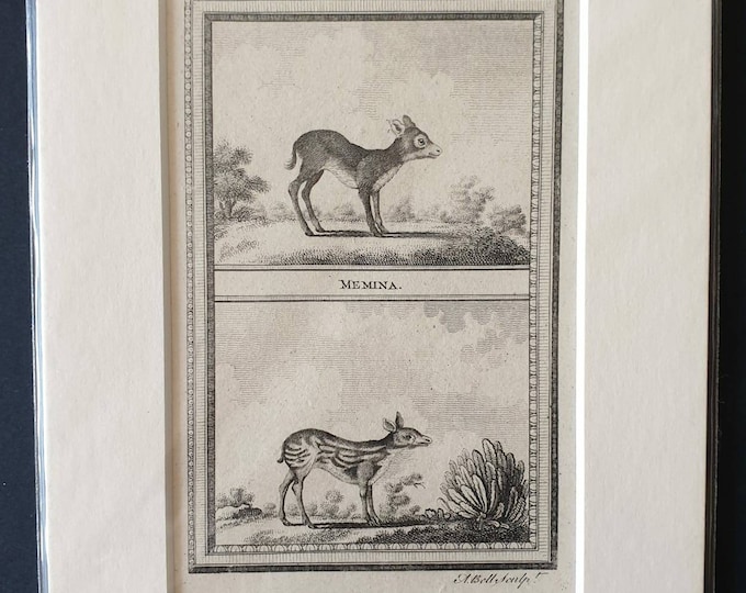 Original 1812 Buffon print - Memina/ Memina of Cylon