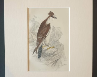 Crested Spizaetus - Original c1840 hand coloured bird print in mount