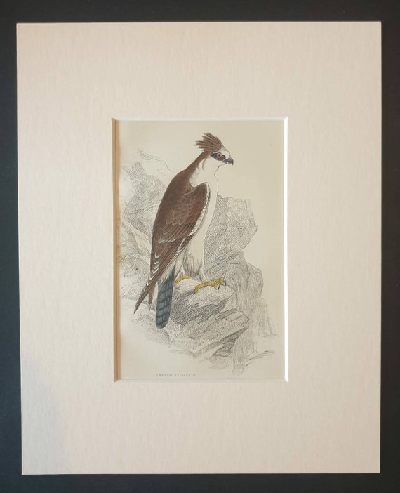 Original c1840 hand coloured bird print in mount - Crested Spizaetus