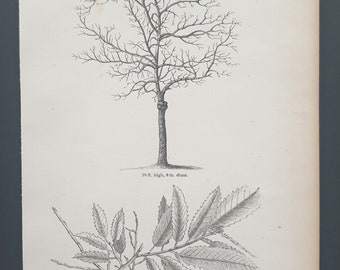 The Sweet Chestnut - Original 1844 print