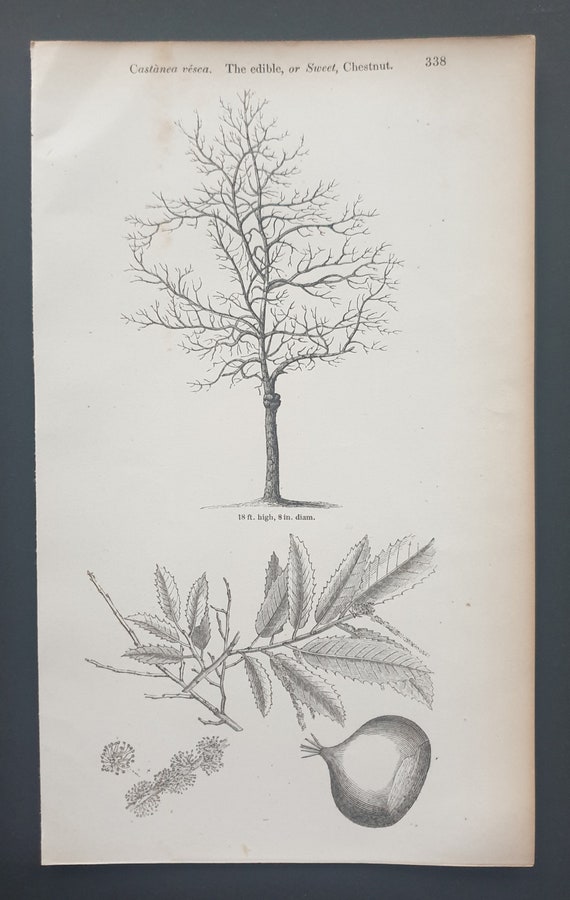 The Sweet Chestnut - Original 1844 print