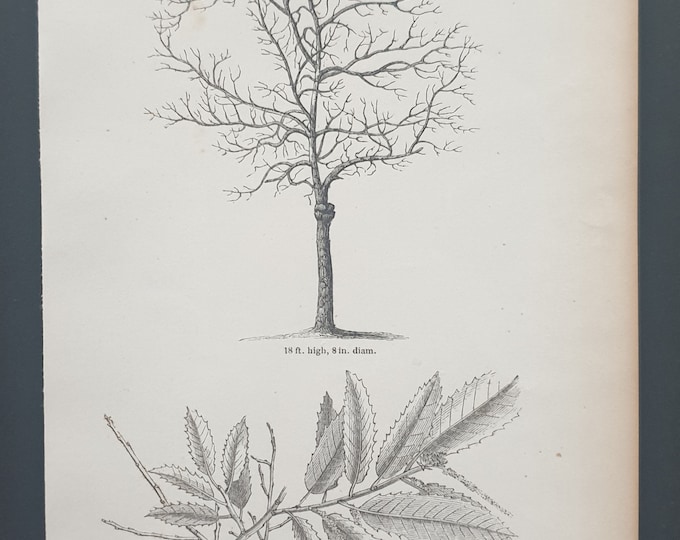 The Sweet Chestnut - Original 1844 print
