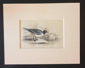 Sabine's Gull - Original c1840 hand coloured bird print in mount