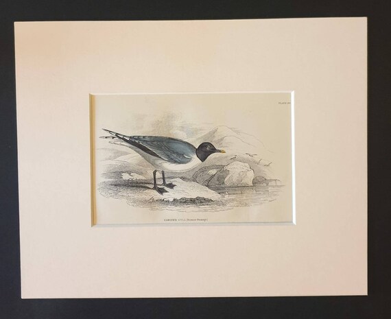 Original c1840 hand coloured bird print in mount - Sabine's Gull