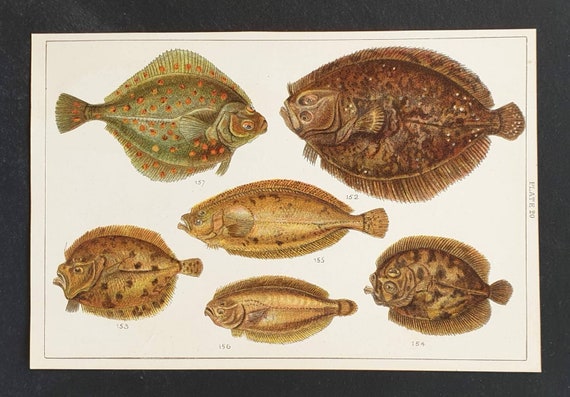 Original 1915 fish print - Plate 20