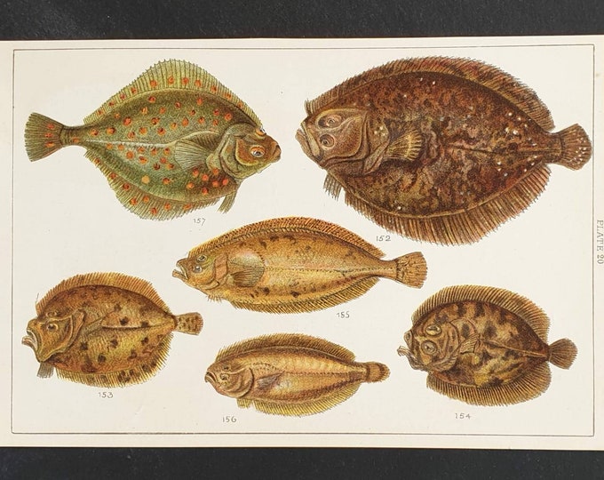 Original 1915 fish print - Plate 20