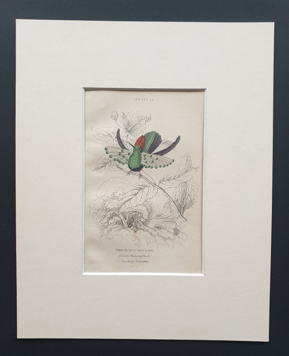 Gould's Hummingbird  - Original c1840 hand coloured bird print in mount