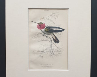 Tri Coloured Hummingbird  - Original c1840 hand coloured bird print in mount