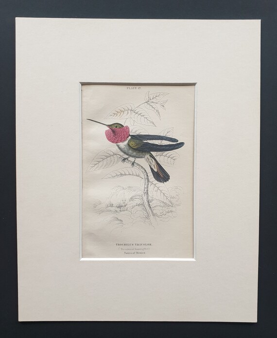 Tri Coloured Hummingbird  - Original c1840 hand coloured bird print in mount