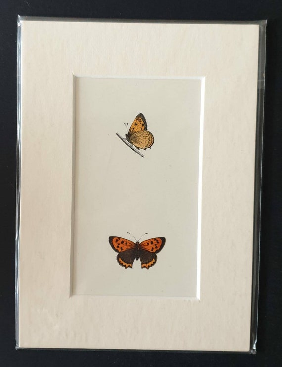 Original 1890 butterflies print in mount