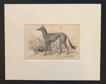 Bedouin Greyhound of Akkaba - Original 1840 hand coloured mammalia print in mount