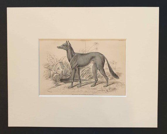 Original 1840 hand coloured mammalia print in mount - Bedouin Greyhound of Akkaba