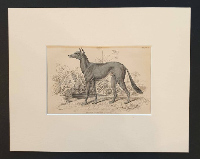 Original 1840 hand coloured mammalia print in mount - Bedouin Greyhound of Akkaba