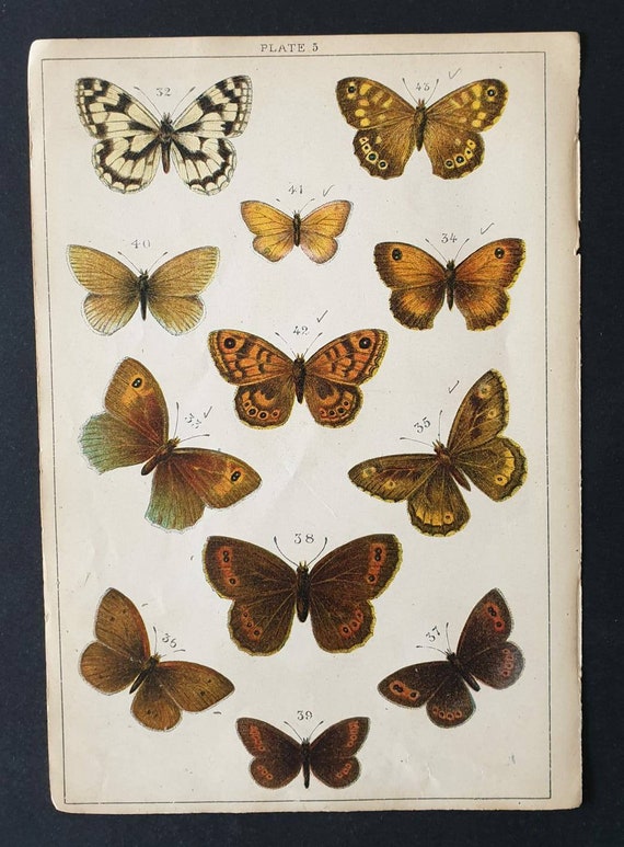 Original 1915 Butterfly and Moth print - Plate 5