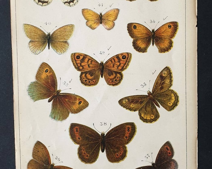 Original 1915 Butterfly and Moth print - Plate 5