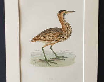Bittern - Original 1891 hand coloured bird print in mount