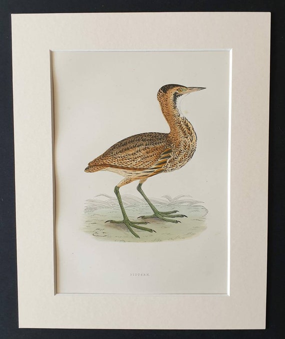 Original 1891 hand coloured bird print in mount -  Bittern