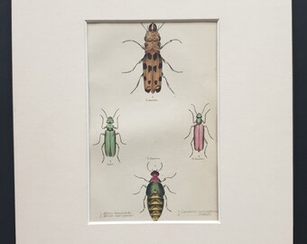 Horia Maculata etc - Original c1860 hand coloured beetle print in mount