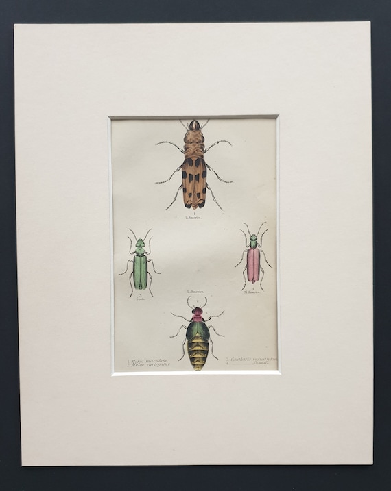 Horia Maculata etc - Original c1860 hand coloured beetle print in mount