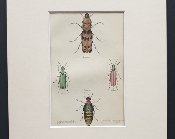 Horia Maculata etc - Original c1860 hand coloured beetle print in mount