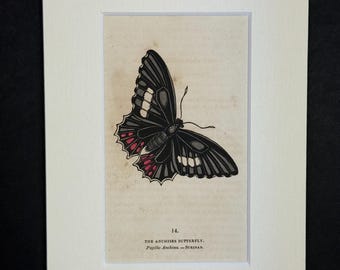 The Anchises Butterfly - Original 1832 Hand Coloured Antique Print