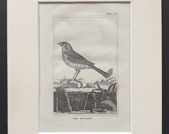 The Bunting - Original 1812 Buffon print in mount (103)