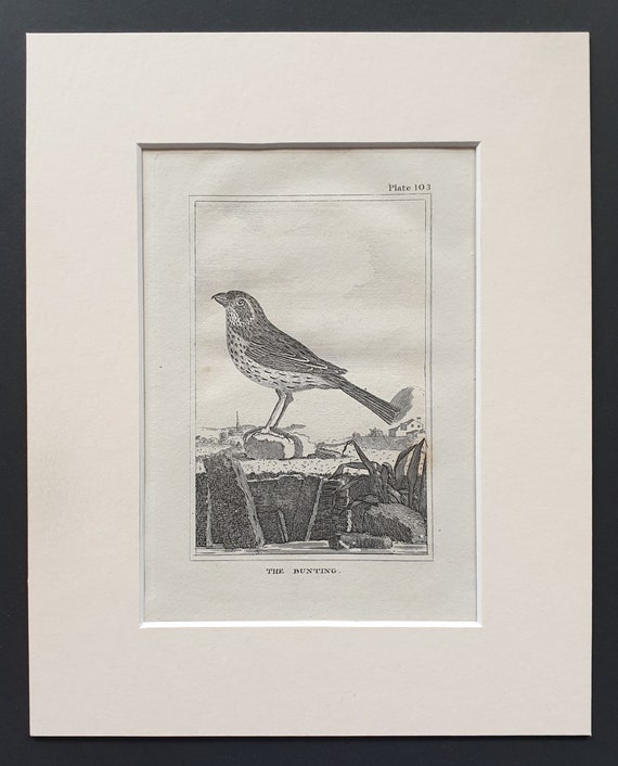 The Bunting - Original 1812 Buffon print in mount (103)